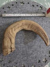 Widderhorn Gauner Markt Stockgriff