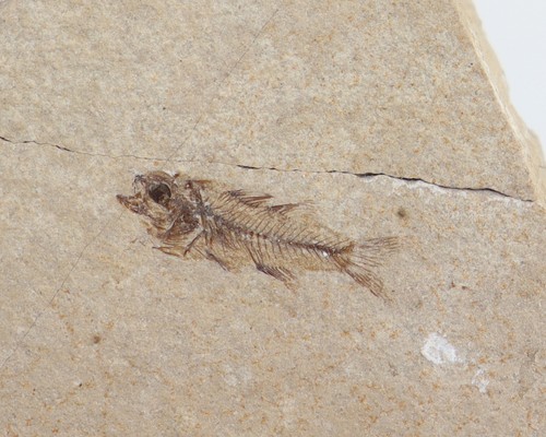 Fisch acropoma lepidotum - acropoma,