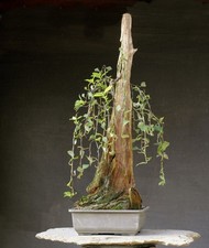 Bonsai outdoor winterhart