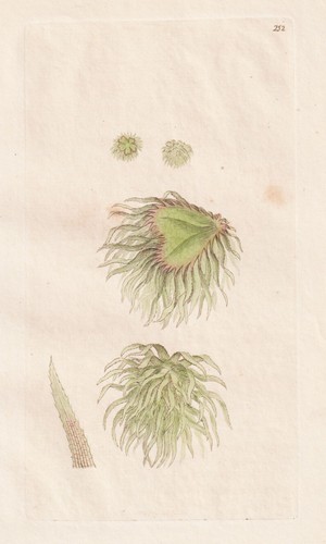 Riccia natans moose mosses - natans,