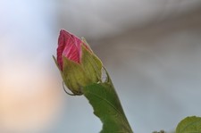 Getestet! Nikon Ai-s Ais Micro