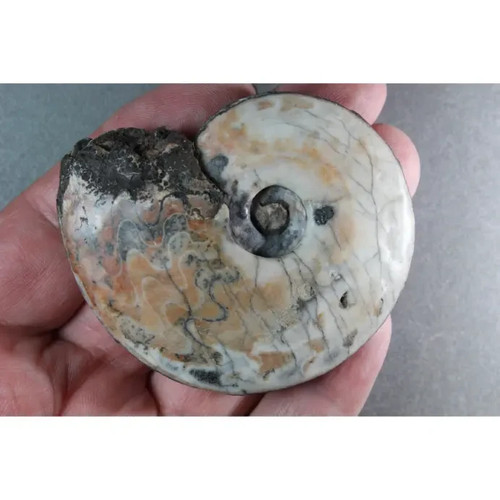 Hemiprionites walcotti timor - walcotti,