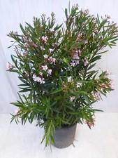 XXL Oleander - 130 cm - PINK - großer 35 cm Ø Topf - Nerium oleander