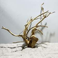 rote Moorwurzel Redwood