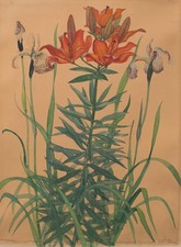 Hans Goetsch Lilie Iris