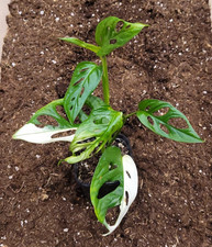 *rooted* beautiful Monstera adansonii variegata ganze Pflanze *bewurzelt* #1