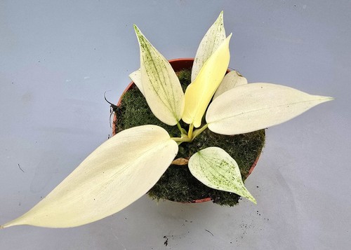 Sehr schöner philodendron - sehr,