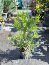 Sequoiadendron giganteum, grüner Mammutbaum 60cm, Bergmammutbaum
