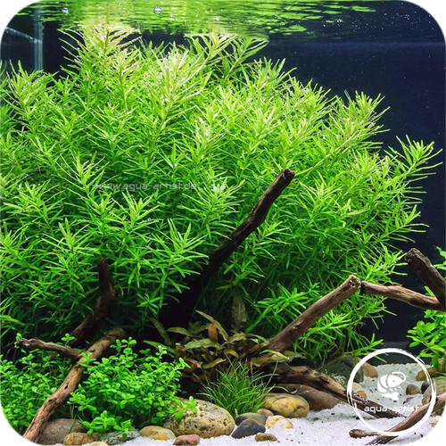 Rotala rotundifolia green - rotala, 'green'