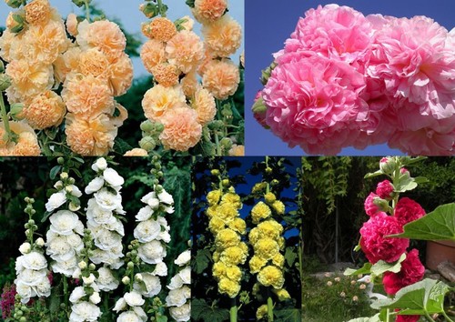 100 samen alcea rosea - 100+,