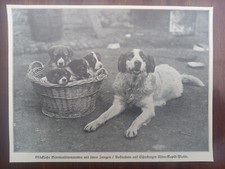 Bernhardiner, Hund, Welpen, Korb, Wurf, dog, puppies, Abbildung, 1929