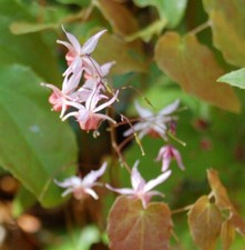 Elfenblume Pink Elf - Epimedium cultorum
