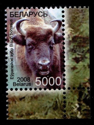 Wisent eckrand - (bison)., 1w.