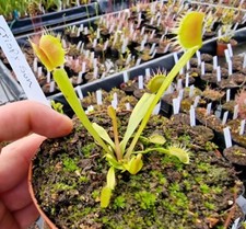 Dionaea muscipula "Crispy