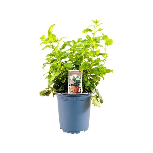 Melissa officinalis