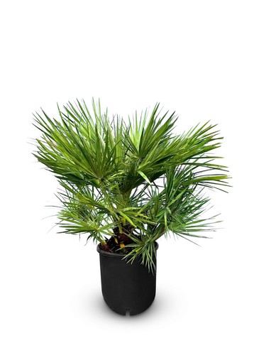 Palme zwergpalme 80 cm - palme,