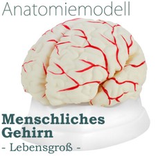 Anatomie Modell Gehirn Schädel des Menschen Anatomiemodell lebensgroß medmod