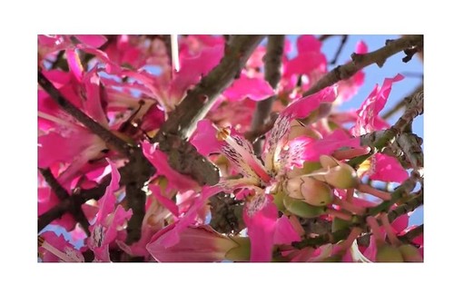 10x ceiba pentandra kapokbaum - 10x,