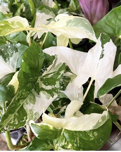 Syngonium albo variegated - albo,