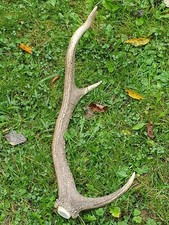 Abwurfstange Geweih Rothirschgeweih Hirschgeweih Hirschhorn Jagd Jäger Jagen 