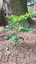 Ilex stechpalme - 6,