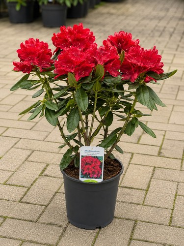 Rhododendron nova rote blüten - nova,