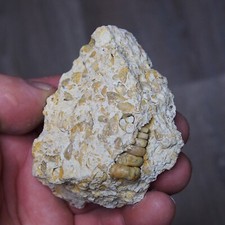 156gr. Gastropod Granulolabium