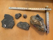 Fossile Schnecken/Gastropoden