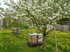 Honig 6 x 500g aus eigener