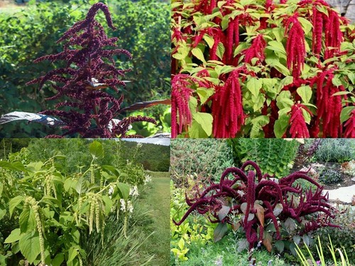 Amarant amaranth paket - amarant,