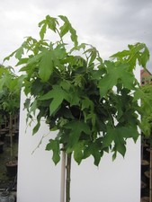 Hochstamm Kugel-Amberbaum Oconee - Liquidambar styraciflua - Stamm 125cm + Krone