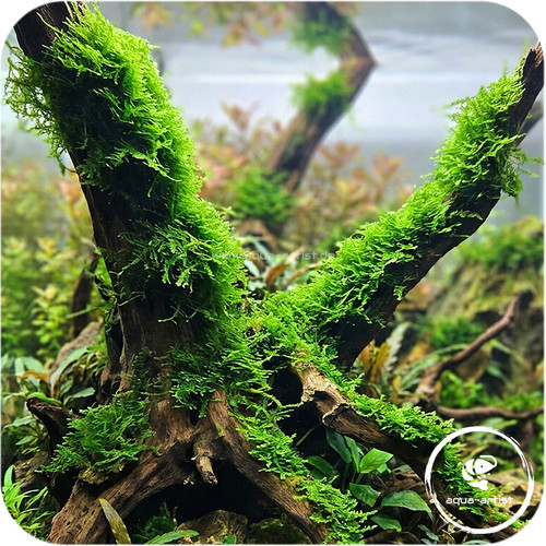 Javamoos - , (vesicularia