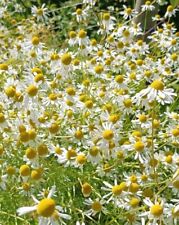 15.000+ Samen Echte Kamille Matricaria Chamomilla Heilpflanze Teepflanze