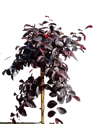 Riemenblüte loropetalum - riemenblüte,