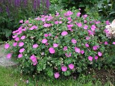 1 x Geranium sanguineum 'Max Frei' (Winterhart/Stauden) Blut Storchschnabel