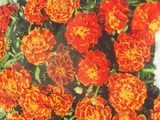 Saatgut Studentenblumensamen