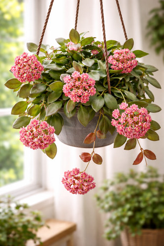 Hoya burtoniae sea stones - burtoniae,