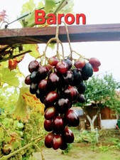 Weintrauben Dunkel-Blau Samen 7 Samen 3€