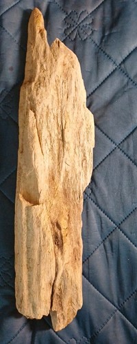 Treibholz schwemmholz - treibholz,