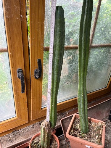 Kaktus san pedro90cmi - kaktus,