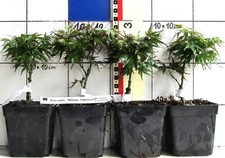 Acer palm. "Mikawa Yatsubusa" - superbe Sorte v. japanischen Ahorn, für Bonsai