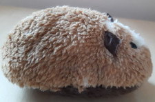 Meerschweinchen, mehrfarbig