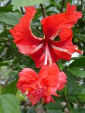 Hibiskus El Capitolio Red Pflanze
