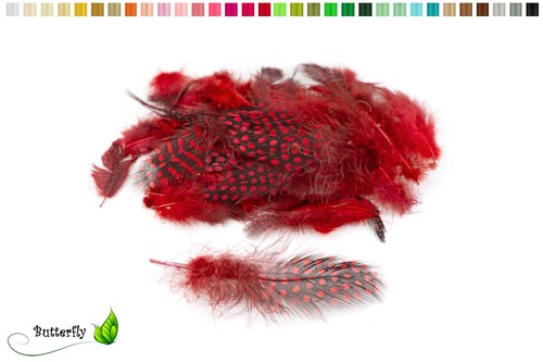 Echte perlhuhnfedern 10cm - echte, 3-10cm