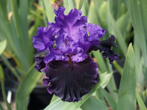 Schwertlilie iris midnight - /,