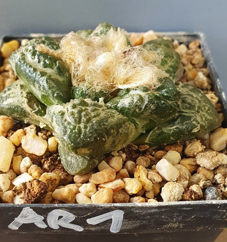 Ariocarpus auf eigenen wurzeln - auf,