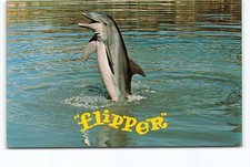 Flipper Famous Tail Walking
