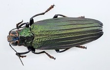 Buprestidae, Demochroa