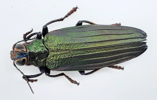 Buprestidae demochroa - buprestidae,,
