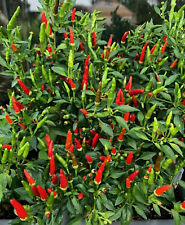  Mini-Chilli Bonsai-Chili tolle Zimmerpflanze rote Minifrüchte  50 Samen